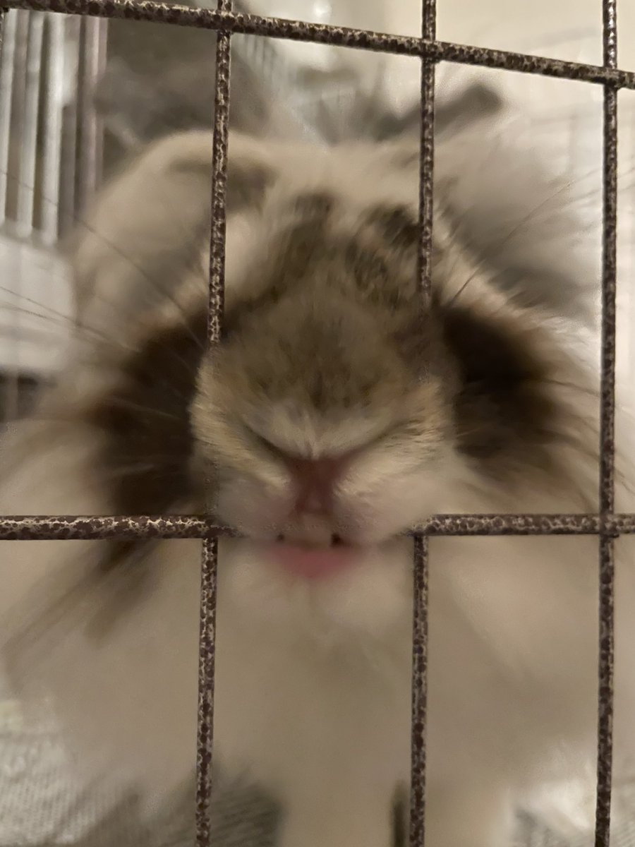 #全日本うさぎかYい選手権