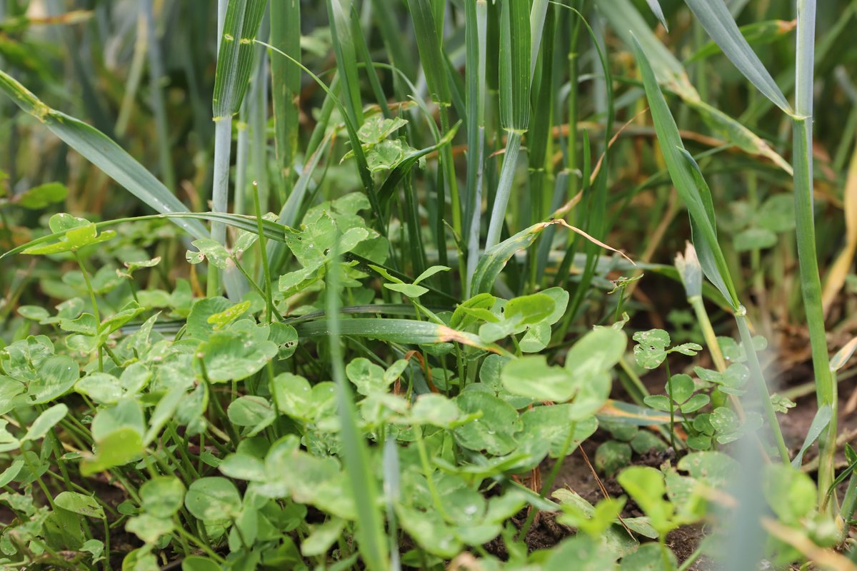Samdyrkning og diversitet kan virkelig noget. Og vores medlemmer er mega seje til at prøve forskellige tiltag af. Vi har netop besøgt mælkeproducent Kjeld Villadsen, der prøver blodkløver sammen med vårbyg og planteavler Christian Frigaard, der prøver hvidkløver i sin hvede 👌