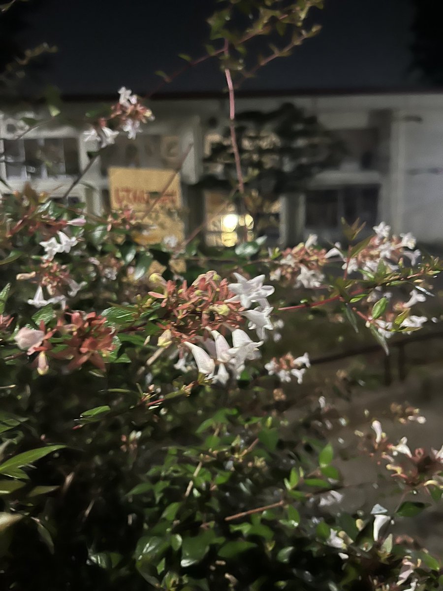 2bemychair's tweet photo. ただ今‼️

#ちわすたぐらむ
#ブラタン同盟

#花の香りいっぱい✨✨ https://t.co/xiWQMdCz6g