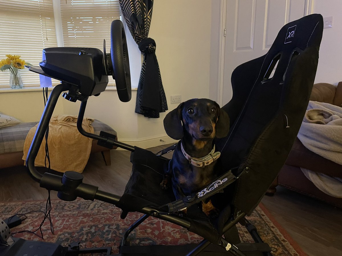 JRBillam's tweet photo. @JimmyBroadbent Sim Racing is a Sausage Dog thing apparently https://t.co/8x65DtFfnD