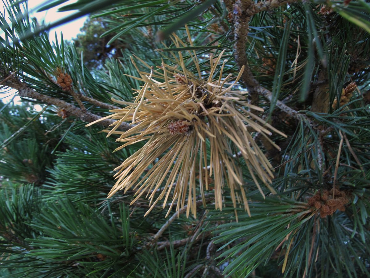 uniopagesos's tweet photo. COMUNICAT - @uniopagesos alerta que la pedregada de dissabte a l'Anoia, l'Alt Urgell i el Bages va deixar arbres exposats al fong diplodia, que mata i asseca els arbres. 

Llegeix el comunicat a https://t.co/3x1NtepRSB

📸Branques d'un pi afectat pel fong. Font: Flickr/jacilluch https://t.co/IR3kFD82Ff