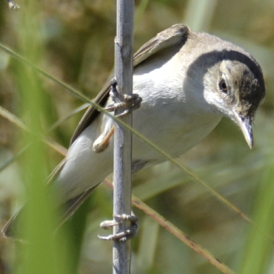 EduarMuMa's tweet photo. Hola pajareros!! Este coleguita me tiene despistado, como buen 4p... Las fotos son de hace unas semanas en las Tablas de Daimiel. Al principio pensé en carricero común, pero el pico me hace dudar...

#birds #aves #avesespaña #birdwatching https://t.co/9UI5vMwLL4