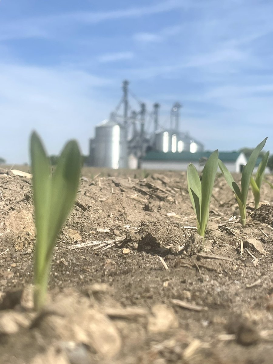 Crops planted before the rains are popping through and looking good 🌽 #ontag #plant24 #cndag