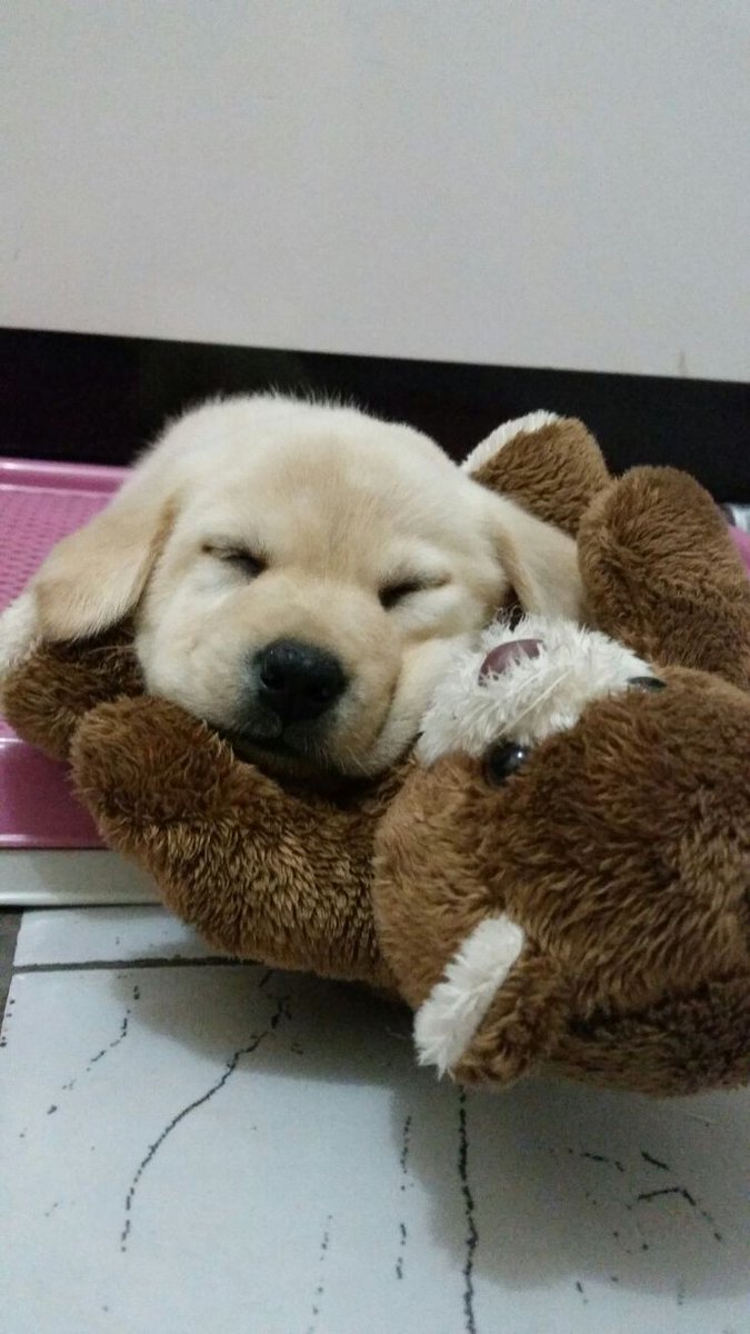 Pensar  em  cachorro que bebe monster, kkkkkkk a energia desse cachorro não acabar nunca