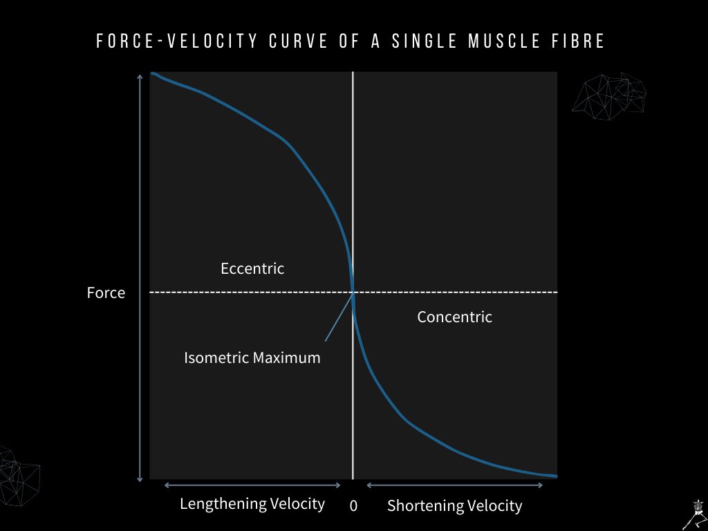 Force-velocity curve of a single muscle fibre📉

Implementing eccentric exercises, which have been found to promote positive adaptations in muscle architecture and hamstring strength, produce the greatest forces at slow velocities 🏃🚦

🔗 sciofmultispeed.com/hamstring-cond…