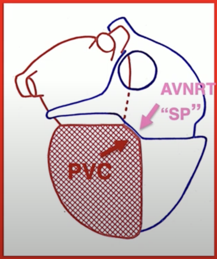 Septum anatomy and the relation between the left and right
