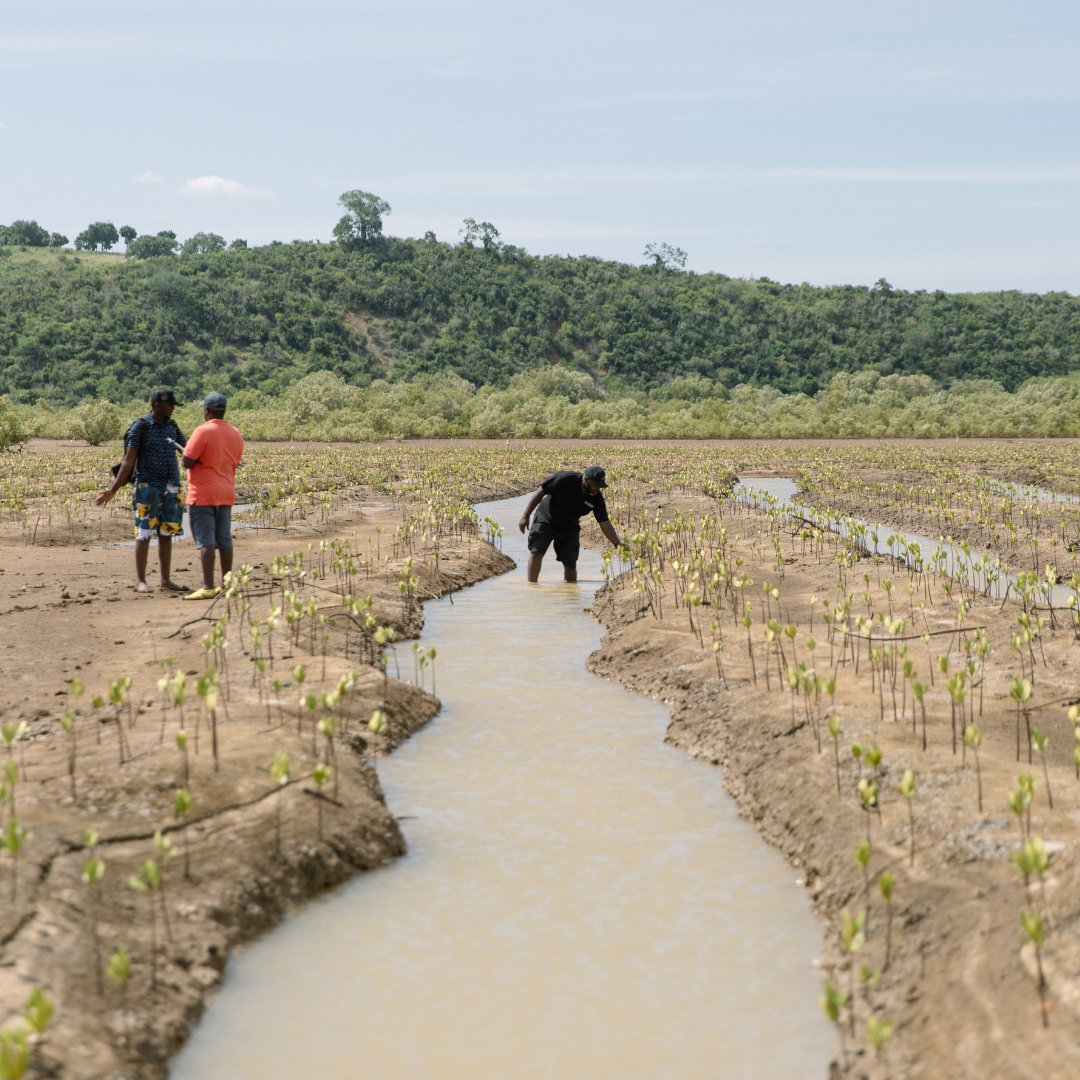 Join us at More Trees this #WorldEnvironmentDay as we lead reforestation efforts to revive our planet's lush landscapes. Let's work hand in hand to restore our forests and nurture a greener tomorrow 🌳