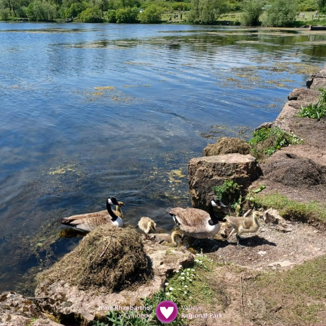 Os ydych chi'n ddigon ffodus i weld y ffrindiau fflwfflyd, pluog hyn wrth ymweld â @parcbrynbach, cofiwch roi digon o le iddyn nhw 💚

Drwy wneud hynny, rydych chi'n helpu i sicrhau eu bod yn cadw’n ddiogel yn eu cynefin hardd.