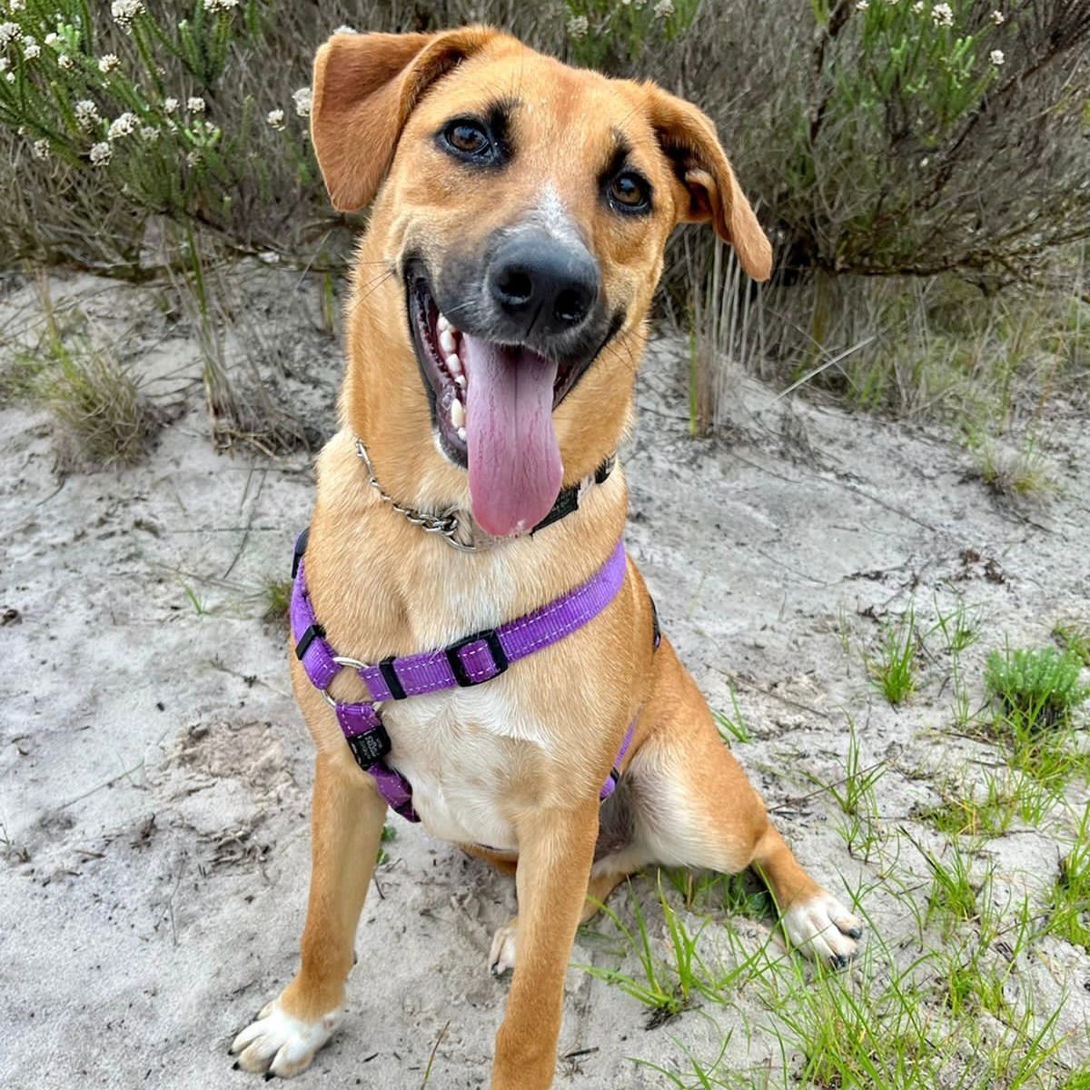 Meet Gotcha, an Africanis mix with a rich tan coat, with white socks and a flash up his muzzle. Found as a teenage stray from a low-income community, Gotcha is ready to commit 110 percent to life with his forever family.

Adopt Gotcha: tears.org.za/dogs/?mgi_21=7…