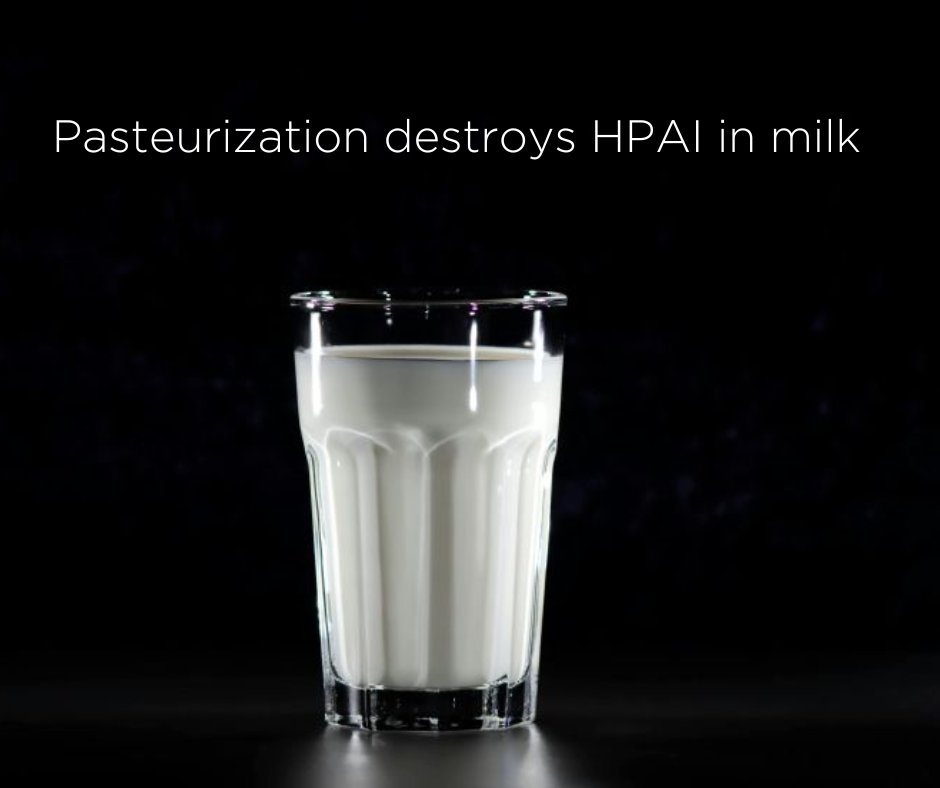 While HPAI can be transmitted through raw milk, Drs. Barry Bradford and Zelmar Rodriguez  share that pasteurized milk is still safe to drink. Read the article here: ow.ly/Rnix50S6pap