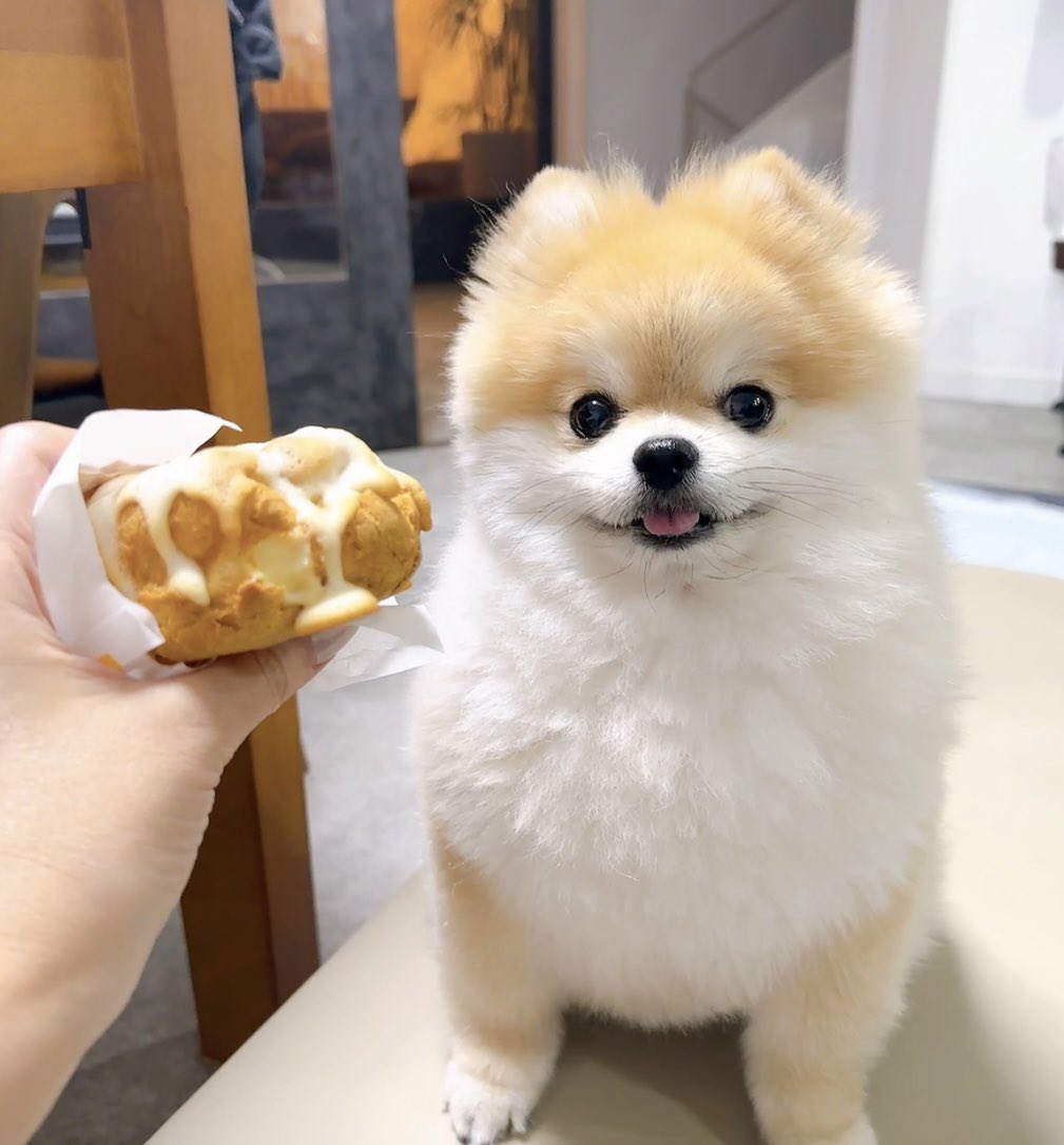 tanutanu0615's tweet photo. 同じ色🩷

#犬 
#dog 
#ポメ 
#ポメラニアン
#ビアードパパ 
#ラングドシャシュー https://t.co/G6wNTNYM1t