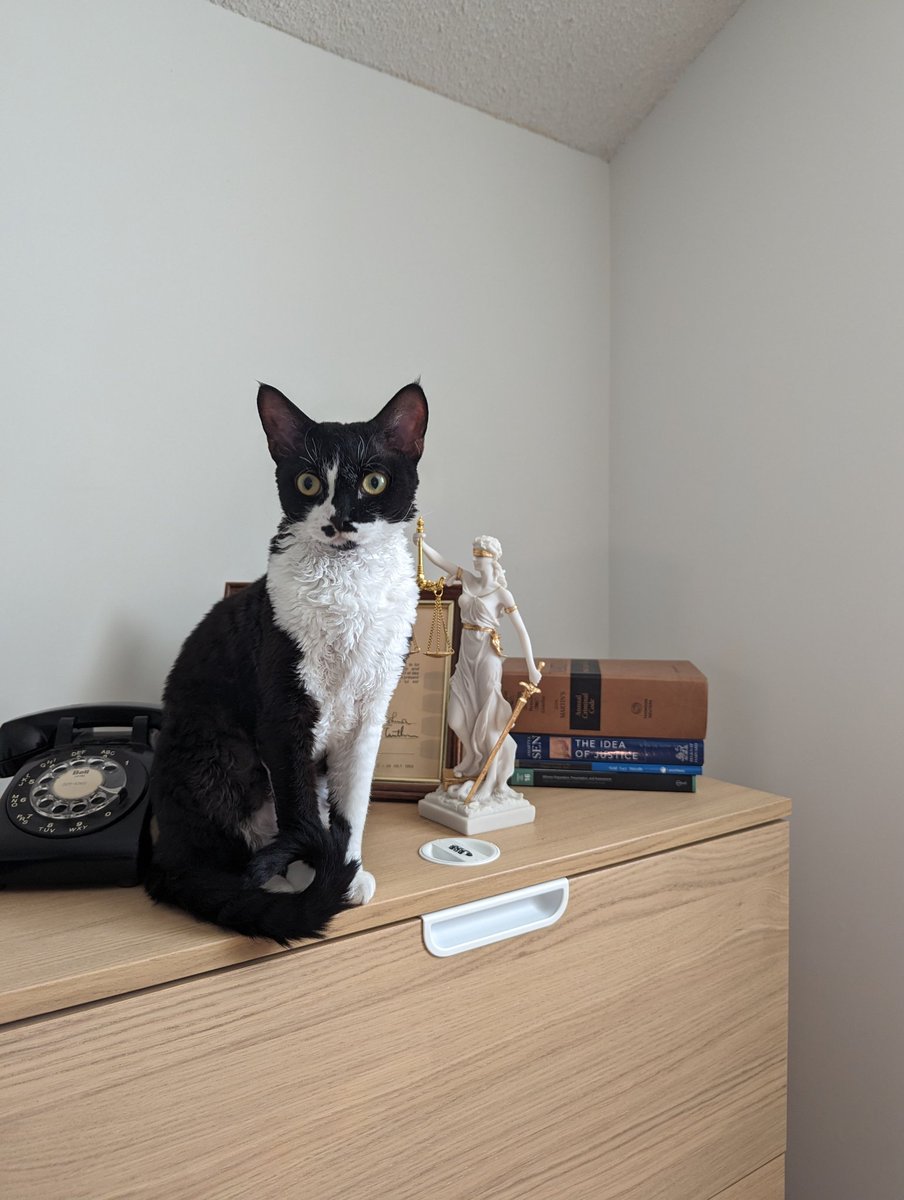 Charlie found his spot in the home office ⚖️