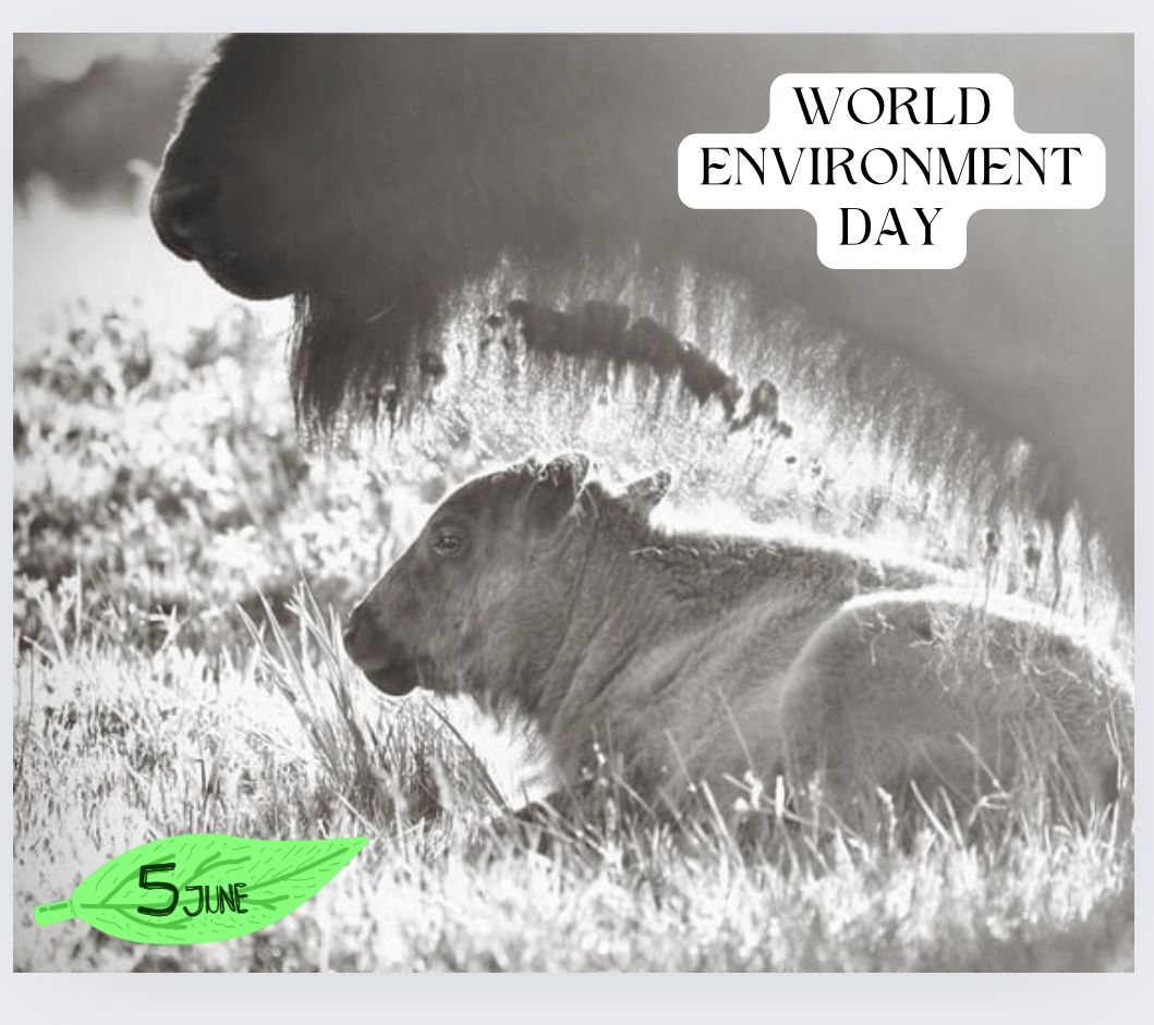 Bison at home on my Montana ranch embody <a href="/UN/">United Nations</a> #WorldEnvironmentDay2024 theme: #GenerationRestoration. Grazing animals, especially bison, help boost soil health, reduce water use, sequester more carbon, &amp; increase biodiversity - combatting climate change. 
Photo: Holly Pippel