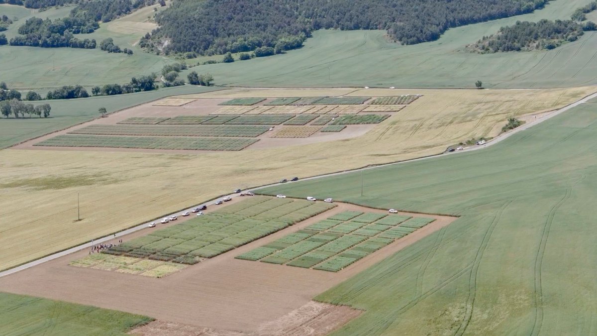 IntiaSa's tweet photo. Ensayos agrícolas de #INTIA en cultivos extensivos a vista de pájaro en #Azpa, zona de Baja Montaña #Navarra
#LIFE_IP_NAdapta_CC #InterCropsValues #experimentación
📎https://t.co/eNnPG666k8 https://t.co/IwYAXgeaxQ