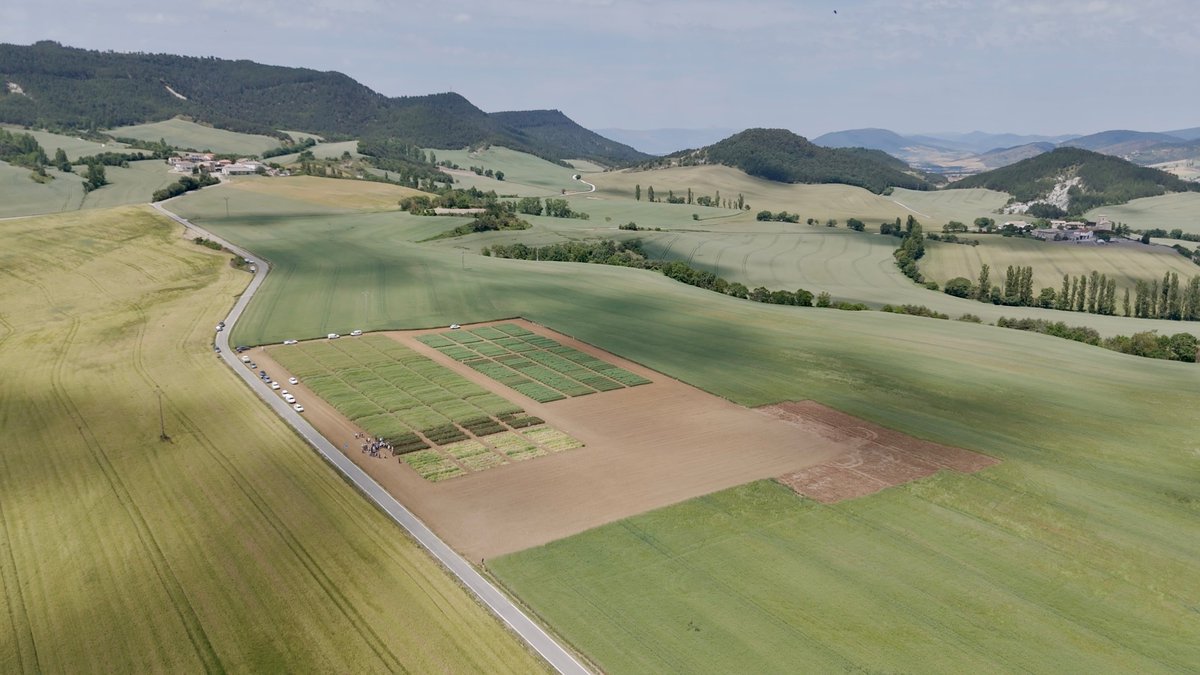 IntiaSa's tweet photo. Ensayos agrícolas de #INTIA en cultivos extensivos a vista de pájaro en #Azpa, zona de Baja Montaña #Navarra
#LIFE_IP_NAdapta_CC #InterCropsValues #experimentación
📎https://t.co/eNnPG666k8 https://t.co/IwYAXgeaxQ
