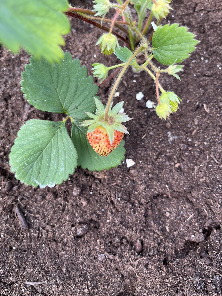 allotmentonline's tweet photo. Busy playing catch up this morning again whilst the sun was shining, lovely to see the first of the fruits appearing π
Which fruits are you growing?β¦
https://t.co/TU1IaYoL9K
#growyourownfruit #allotmentfruit #growingfruit https://t.co/vug0ErIg77