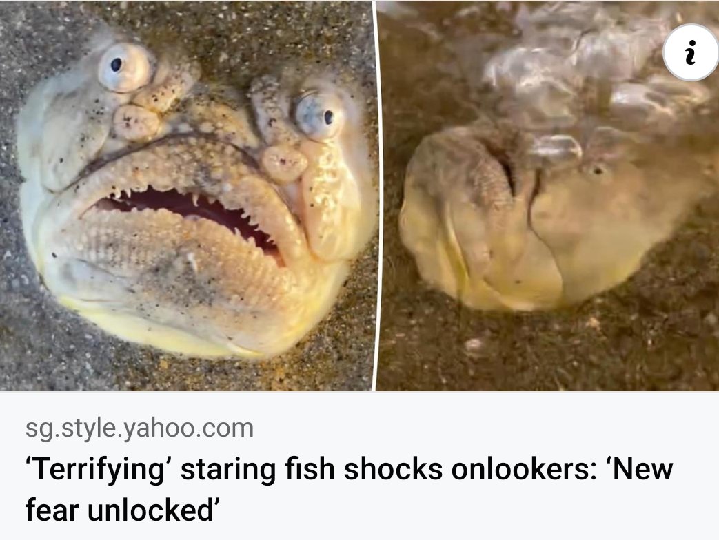 Stargal08's tweet photo. Stargazers fish found lurking under sand of northern shore waters of SG. 😎 

We dont find it terrifying looking, in fact it's an interesting looking fish. 

https://t.co/VSu5LC0e91 https://t.co/f1E9nDEmMW