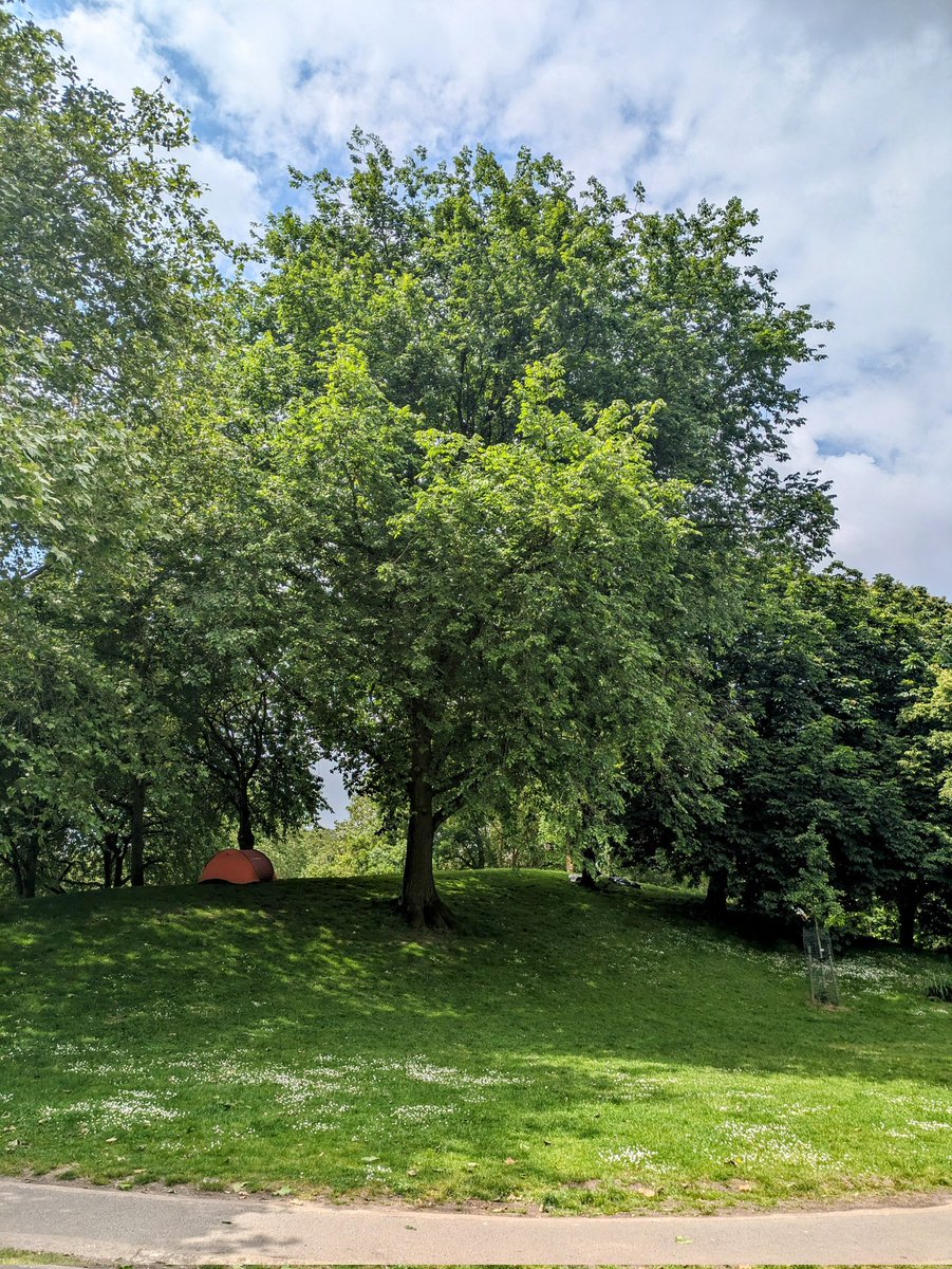 One of the last surviving Elms in Bristol Bristol. In our very own Castle Park.