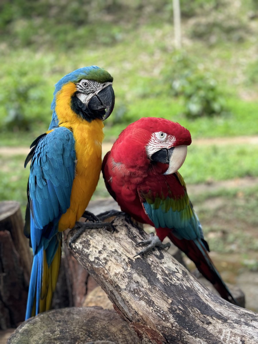 Impactante conocer de cerca la fauna silvestre en la fundación <a href="/plumasycolas/">plumasycolasenlibertad</a>. ¿Qué opinan de los ojos de este búho? La especie se llama #PavitaFerruginea. En las fotos también pueden ver un pichón de gavilán y nuestras majestuosas guacamayas