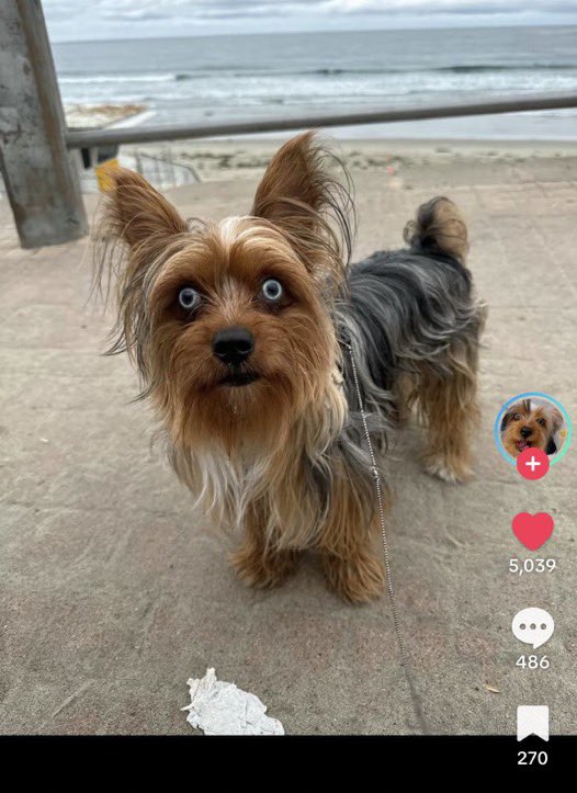 MohAviion's tweet photo. Ca se voit le chien est tellement debile qu’il doit miauler ce con https://t.co/BT5gRgPdBD