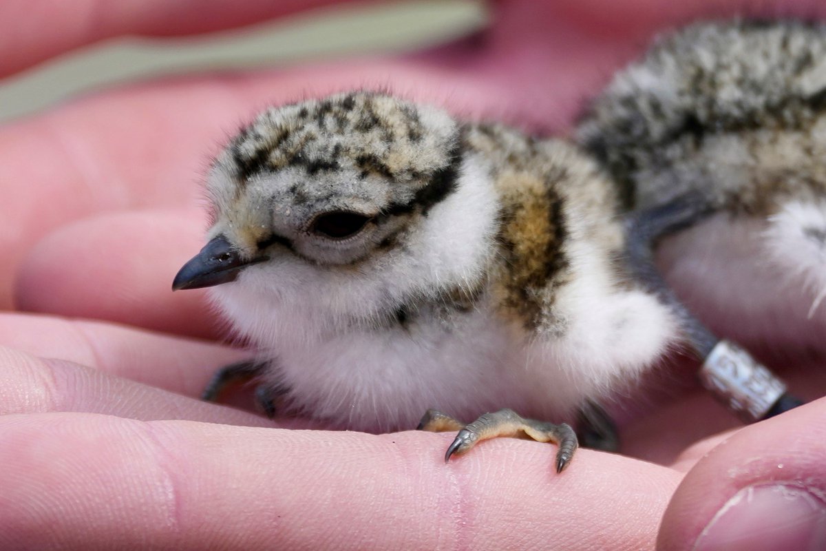 skagenbirdobs's tweet photo. Common Ringed Plover (Stor Præstekrave) chicks 🐣 at Nordstrand!

Photo by: Søren Leth-Nissen

#storpræstekrave #commonringedplover #plover #babyposting #hatchling #birdobservatory #skagen #denmark #skagenfuglestation #birds #birdlovers #bird #birdmigration #charadriushiaticula https://t.co/PYBs4vX9FZ