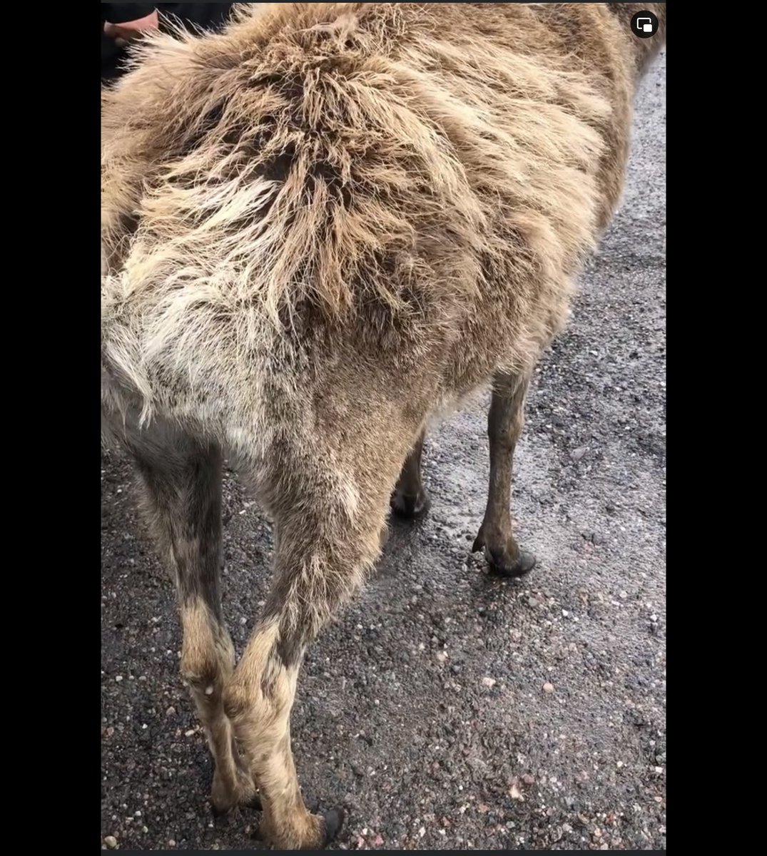 Fiona C Fraser tweet media