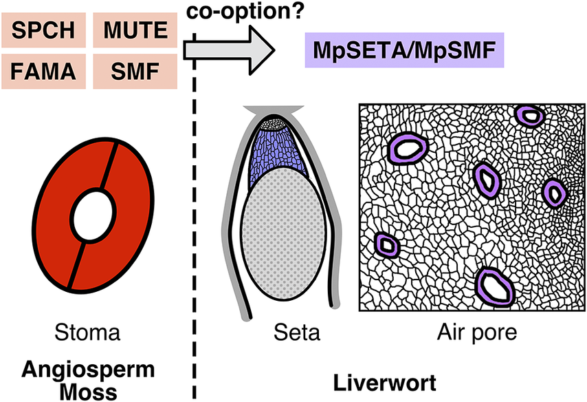 qpb_journal's tweet photo. 💡New Insight 💡

"Beyond stomatal development: SMF transcription factors as versatile toolkits for land plant evolution"

By Yuki Doll et al. @YukiDoll_o

👉https://t.co/h9WHNompKM

#cooption #stomata #seta #airpore #Marchantia #polymorpha @HRYKKG https://t.co/n0yObbKAL3
