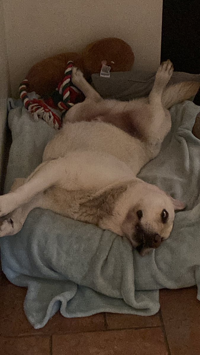 francesahowell's tweet photo. @Doodlesgoldenx Would do but mummy says I am broken !! Silly mummy https://t.co/JZe57IfwHI