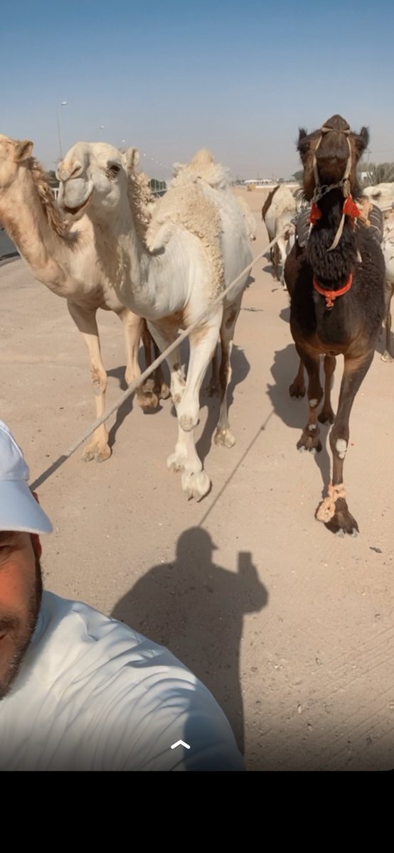 مساعد الداود tweet media