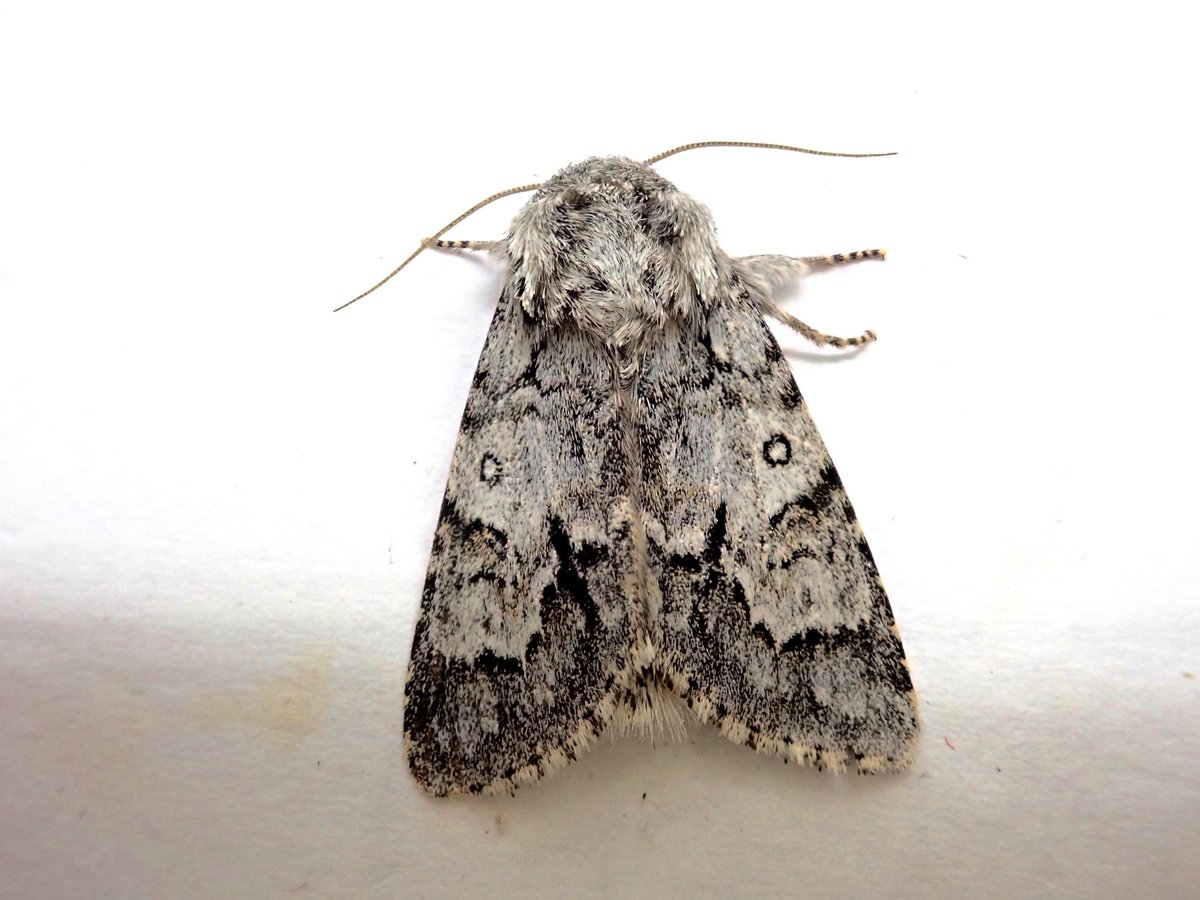 dcousins85's tweet photo. Spent a week in the Highlands last week with my family.  Lit up every night at the cottage in Tomintoul, once on the moors and once by a stream among some birches. Also netted by day where possible. Plenty of new moths for me, and a few midge bites! IDs in captions. https://t.co/Xx6GWDD4Vi