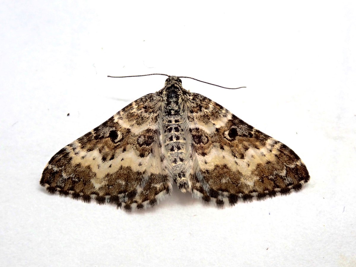 dcousins85's tweet photo. Spent a week in the Highlands last week with my family.  Lit up every night at the cottage in Tomintoul, once on the moors and once by a stream among some birches. Also netted by day where possible. Plenty of new moths for me, and a few midge bites! IDs in captions. https://t.co/Xx6GWDD4Vi