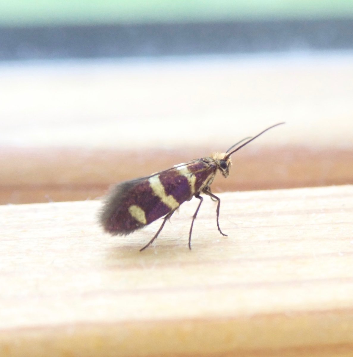 dcousins85's tweet photo. Spent a week in the Highlands last week with my family.  Lit up every night at the cottage in Tomintoul, once on the moors and once by a stream among some birches. Also netted by day where possible. Plenty of new moths for me, and a few midge bites! IDs in captions. https://t.co/Xx6GWDD4Vi