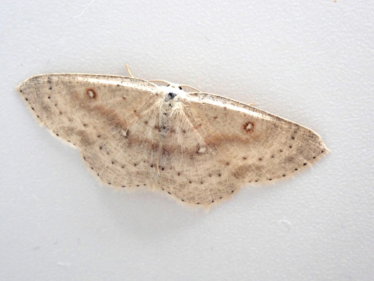 dcousins85's tweet photo. Spent a week in the Highlands last week with my family.  Lit up every night at the cottage in Tomintoul, once on the moors and once by a stream among some birches. Also netted by day where possible. Plenty of new moths for me, and a few midge bites! IDs in captions. https://t.co/Xx6GWDD4Vi