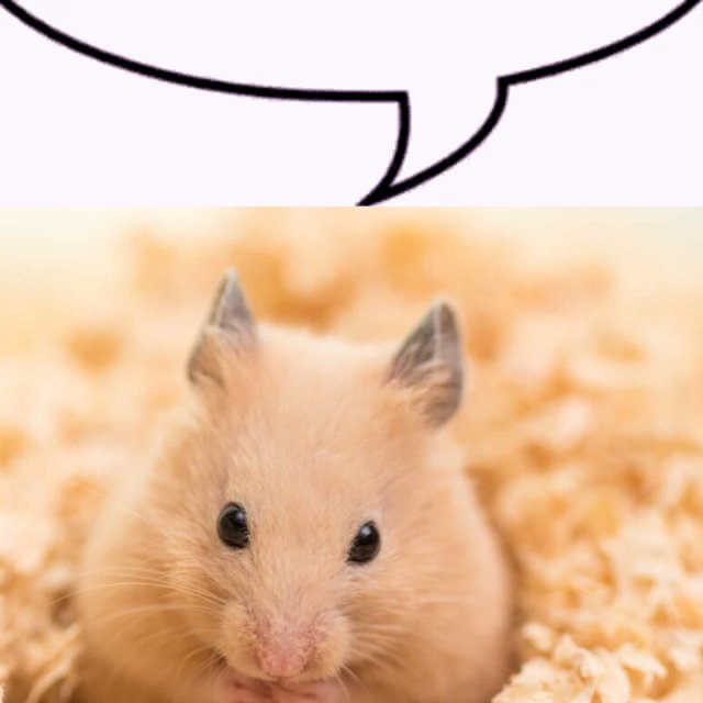 Pastaroon tweet media