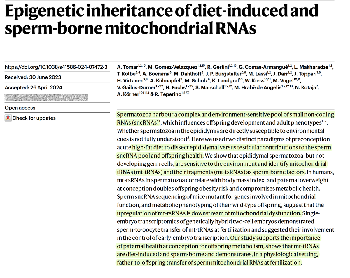 EricTopol's tweet photo. Epigenetic inheritance in action!  @Nature 
How the impact of a father's high-fat diet on mitochondrial dysfunction is transmitted to his male offspring via sperm mitochondria RNA
https://t.co/mzyUfqmXck
https://t.co/yU5ZpdyGjK
@justsaysinmice https://t.co/wokXj7bMx8