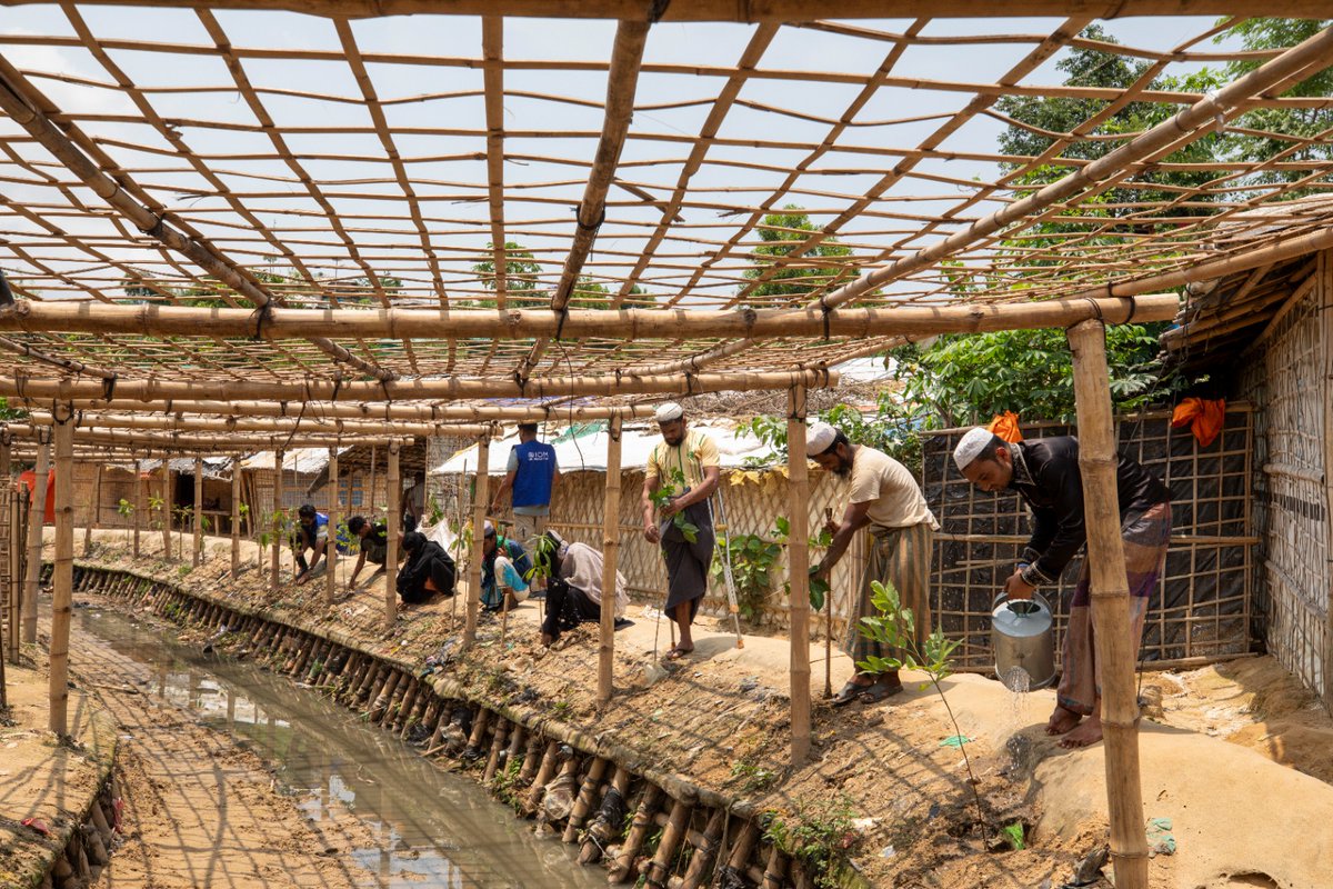 RohingyaResp's tweet photo. On #WorldEnvironmentDay, let's applaud Bangladesh's reforestation efforts in #Rohingya #refugee camps and 🇧🇩 host communities. Planting trees not only restores the #environment but also fosters #resilience and hope.

Together, we can nurture a greener future! 🌍🌱 https://t.co/1wofwgHj6v