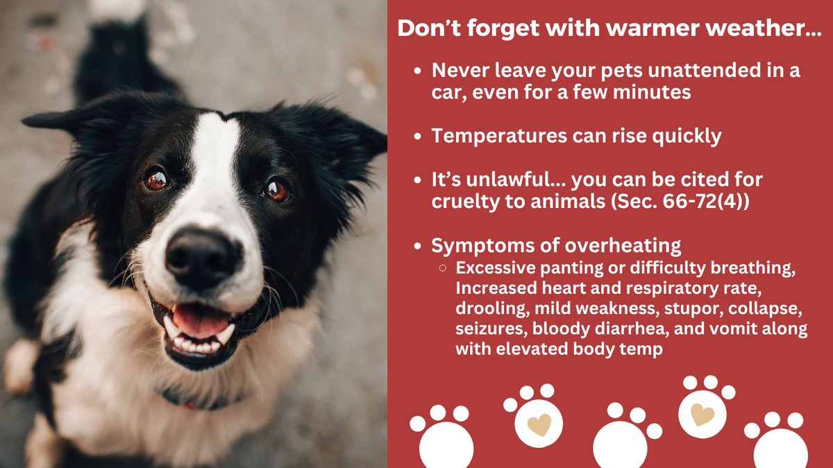 Great reminder from the <a href="/NEHumaneSociety/">Nebraska Humane Society</a> as the weather is warming up! If you see a pet left unattended in a car in warm weather, call the Nebraska Humane Society at 402-444-7800 and choose option 1⃣ to speak to dispatch or call 9⃣1⃣1⃣