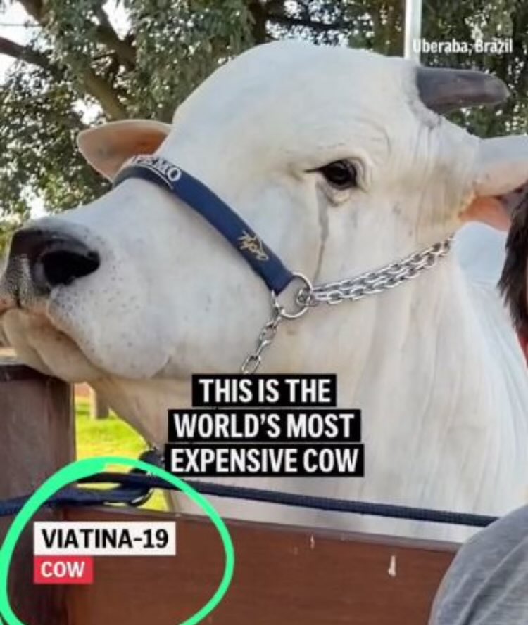 <a href="/meganjanetsky/">Megan Janetsky</a> The real VIP is Viatina-19 (cow)