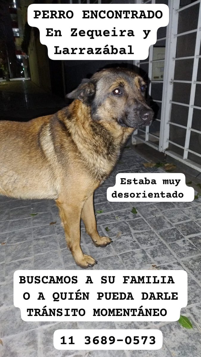 lagarzasosa_'s tweet photo. Perrito encontrado en mataderos 
1136890573
Zona mataderos. Lo llevan a caba y GBA
Busca a su familia o adopción 
Rt por favor https://t.co/FjXt2thxEA