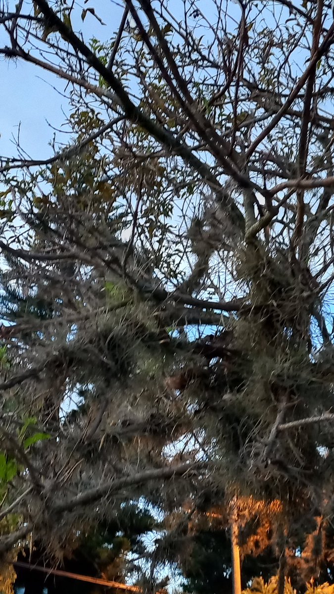 gc_edelman's tweet photo. Cuándo van a declarar como plaga a estas plantas?

Esto es sólo una muestra de lo que se ve en el reservorio Cumbayá. Pero están por todos lados.

@Ambiente_Ec @EcuavisaInforma @MunicipioQuito https://t.co/BnqJpBL9lO