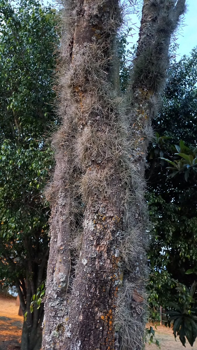 gc_edelman's tweet photo. Cuándo van a declarar como plaga a estas plantas?

Esto es sólo una muestra de lo que se ve en el reservorio Cumbayá. Pero están por todos lados.

@Ambiente_Ec @EcuavisaInforma @MunicipioQuito https://t.co/BnqJpBL9lO