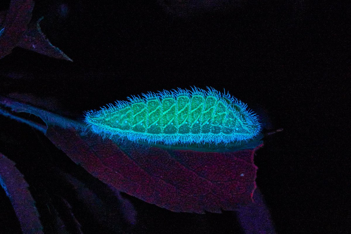 Max Anderson tweet media