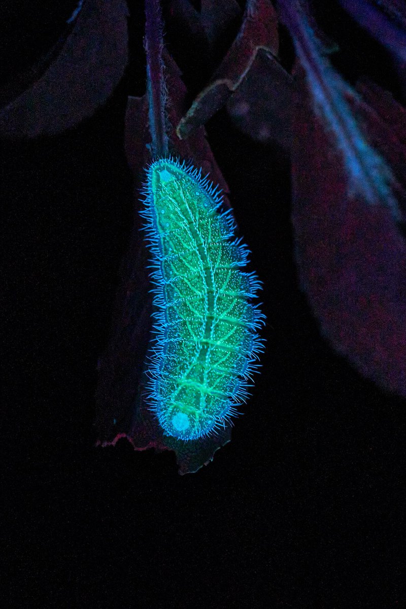 Max Anderson tweet media