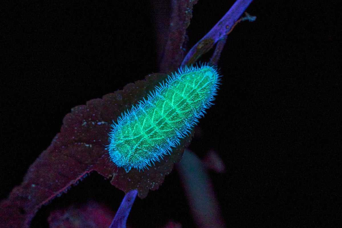 Max Anderson (@maxando) on Twitter photo Last night I spent a few hours doing some UV surveys for Brown Hairstreak caterpillars at various sites across Exeter. Great fun! <a href="/BCDevon/">BC Devon Branch</a> <a href="/savebutterflies/">Butterfly Conservation 🦋</a> Last night I spent a few hours doing some UV surveys for Brown Hairstreak caterpillars at various sites across Exeter. Great fun! <a href="/BCDevon/">BC Devon Branch</a> <a href="/savebutterflies/">Butterfly Conservation 🦋</a>