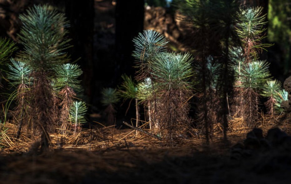 Sabías que el tono azulado 🔵 de los brinzales de pino canario 🌲 se debe a la falta de clorofila (de color verde) encargada de la fotosíntesis ☀️ ya que durante los primeros años invierte casi todos sus recursos en el desarrollar la raíz y fijarse mejor al suelo.