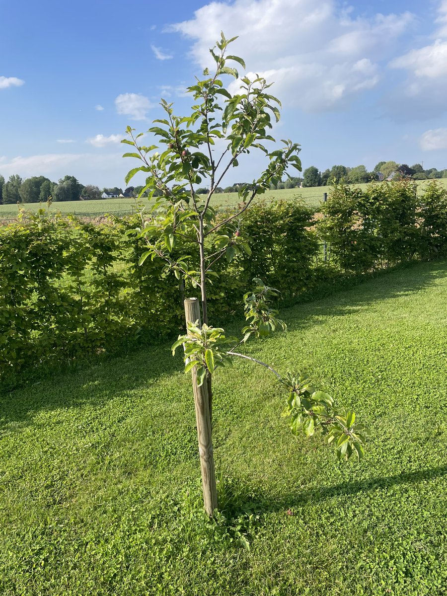 5 years ago, I planted an apple sprout after Ross' story at SHU. I took it with me when I moved, and this year again it stands in my garden. I think about <a href="/RealRossU/">Ross Ulbricht</a> regularly and I hope he will be free soon 🙏🏼
#freeross