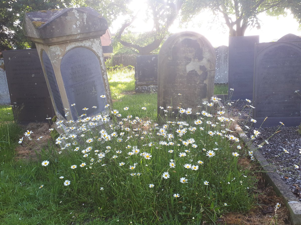 KJ_H4wkins's tweet photo. Day 5 #30DaysWild and #BreakfastOutside. 
Today's breakfast location was the 'dead centre' of Newark! Tree-lined paths, patches of oxeye daisies and some of the older parts of the cemetery are left uncut longer. Although I expect their strimming day will be here all too soon.... https://t.co/1IsZDsxowT