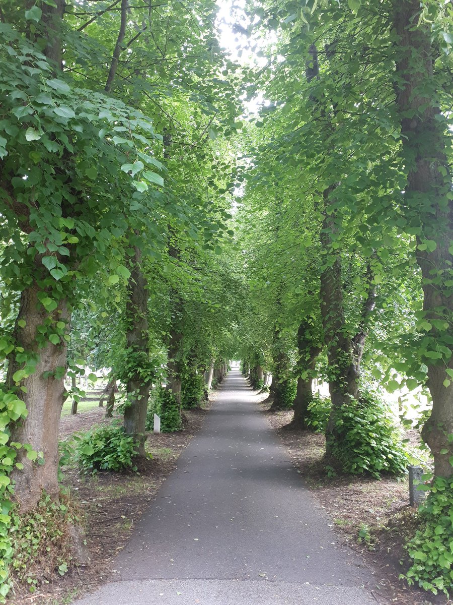 KJ_H4wkins's tweet photo. Day 5 #30DaysWild and #BreakfastOutside. 
Today's breakfast location was the 'dead centre' of Newark! Tree-lined paths, patches of oxeye daisies and some of the older parts of the cemetery are left uncut longer. Although I expect their strimming day will be here all too soon.... https://t.co/1IsZDsxowT