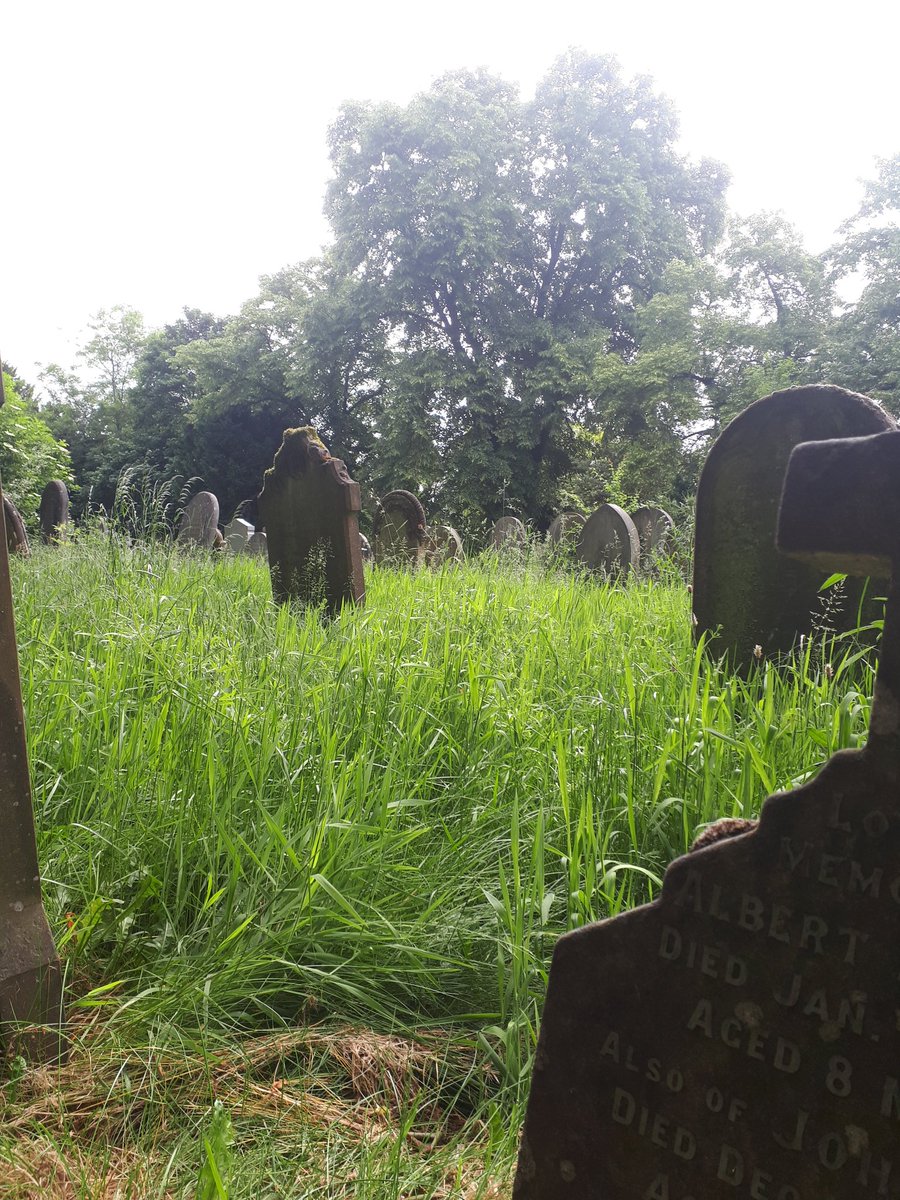 KJ_H4wkins's tweet photo. Day 5 #30DaysWild and #BreakfastOutside. 
Today's breakfast location was the 'dead centre' of Newark! Tree-lined paths, patches of oxeye daisies and some of the older parts of the cemetery are left uncut longer. Although I expect their strimming day will be here all too soon.... https://t.co/1IsZDsxowT