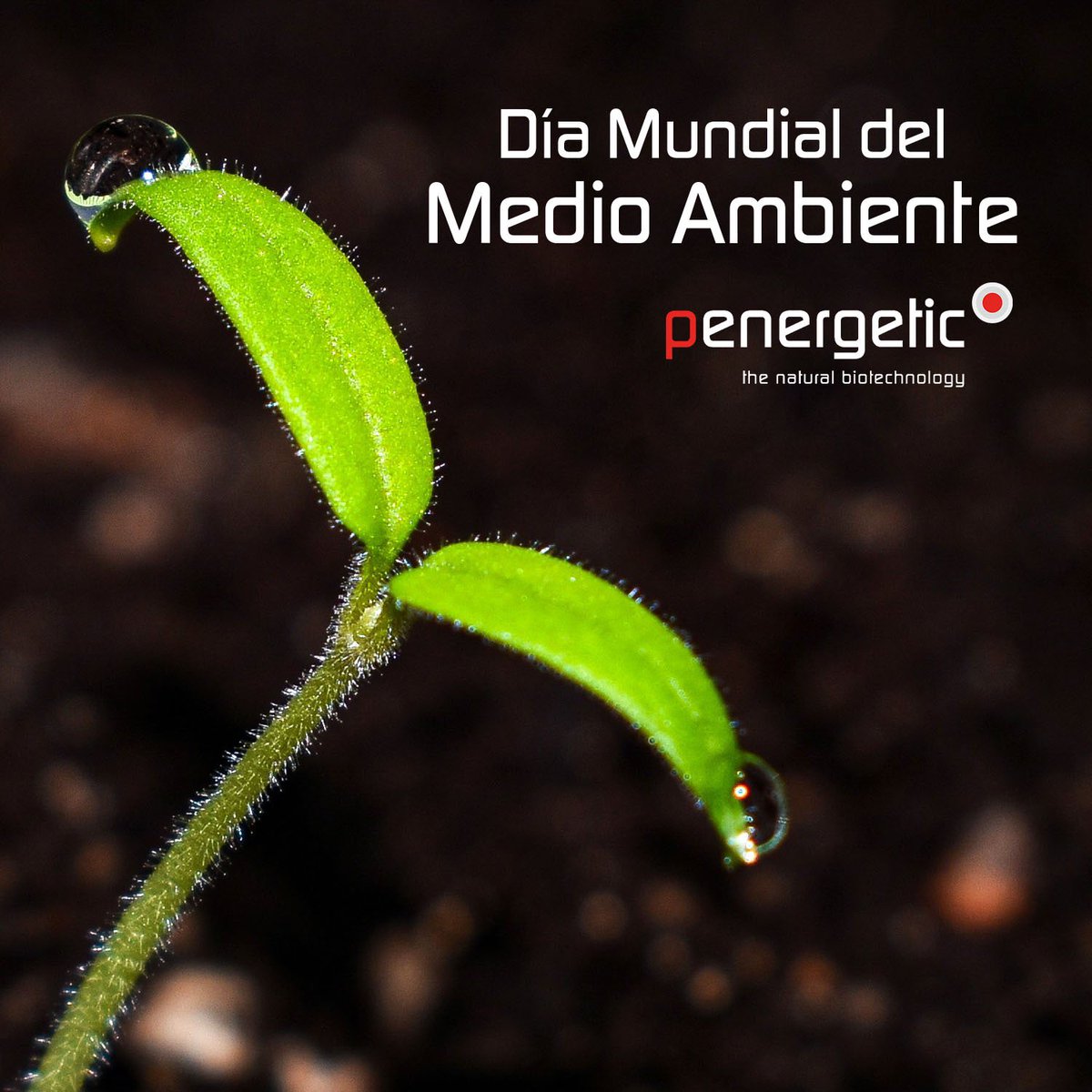 PenergeticUy's tweet photo. #DiaMundialdelMedioAmbiente Celebremos la belleza de nuestro planeta y la importancia de cuidarlo.
Con #Penergetic se reduce el uso de pesticidas y fertilizantes. Fortalece el sistema inmunológico de animales y plantas, contribuyendo a una ganadería y agricultura más sostenible https://t.co/Yt4Yv3umfO
